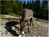 Ledine - Krekova koča na Ratitovcu